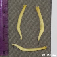 6.6.2 - Compound tepal basic colour