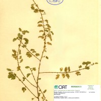 7002 herbarium