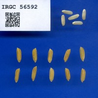 IRGC 56592 Seed Photo