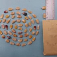 CIMMYTMA 7573 - Reference inventory.jpg