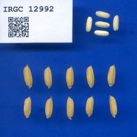 IRGC 12992 Seed Photo