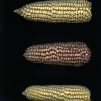 CIMMYTMA 24628 OAXA 514 BA22U-2903-39 E.jpg