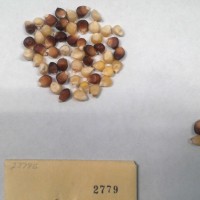 CIMMYTMA 2779 - Reference Inventory.jpg