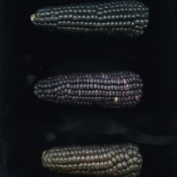 CIMMYTMA 27798 GUAT 1387 TC22U-2903-96 E.jpg