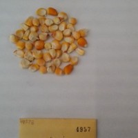 CIMMYTMA 4957 - Reference Inventory.jpg