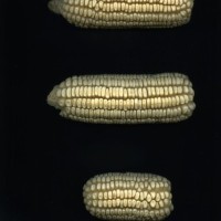 CIMMYTMA 25684 ARZM 16 023 AF18A-0903-57 E1.jpg