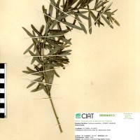 9277 herbarium