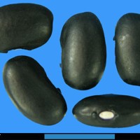 G1966 seed.jpg
