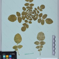 CIP 760296 herbarium