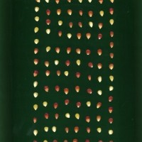 CIMMYTMA 2779 BRAZ 2466 AF19A-0903-171 K.jpg