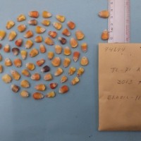 CIMMYTMA 7469 - Reference inventory.jpg