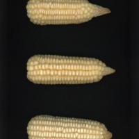 CIMMYTMA 21619 PAZM 09042 AF23A-0903-102 E.jpg