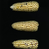 CIMMYTMA 18369 MEXI 159 TC24U-2903-226 E1.jpg