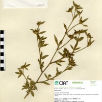 11279 herbarium