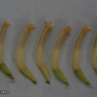 6.6.2 - Compound tepal basic colour
