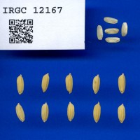 IRGC 12167 Seed Photo