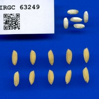 IRGC 63249 Seed Photo