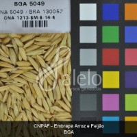 BRA00003783-8.JPG
