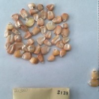 CIMMYTMA 2138 - Reference Inventory.jpg