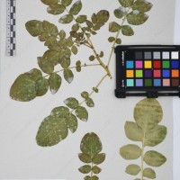 CIP 761605_OCH 13395_04.jpg