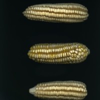 CIMMYTMA 5852 OAXA 291 PV22A-1903-121 E867 _compress.jpg