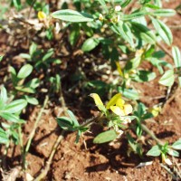 Stylosanthes viscosa 11221flower.JPG