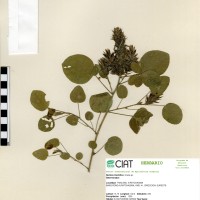 18406 herbarium