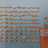 CIMMYTMA 16595 - Reference Inventory.jpg