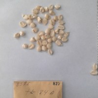 CIMMYTMA 837 - Reference Inventory.jpg