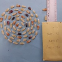 CIMMYTMA 7713 - Reference inventory.jpg