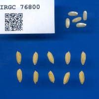 IRGC 76800 Seed Photo