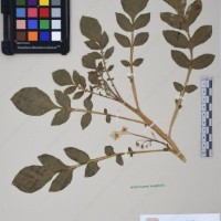 CIP 761264_OCH 11698_02.jpg