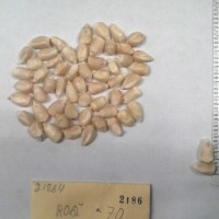 CIMMYTMA 2186 - Reference Inventory.jpg