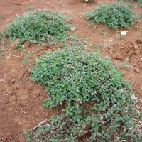 Stylosanthes guianensis 11826.JPG