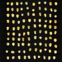 CIMMYTMA 26701 ARZM 07 020 AF19A-0903-163 K.jpg