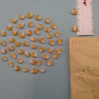 CIMMYTMA 5893 - Reference Inventory.jpg