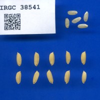 IRGC 38541 Seed Photo