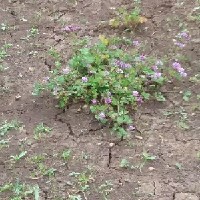 102511(Trifolium baccarinii839).jpg