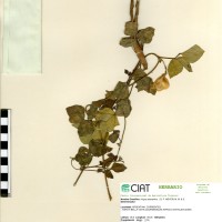 4454 herbarium