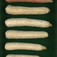 CIMMYTMA 9132 BRAZ 1052 AF18A-0903-8 C.jpg