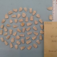 CIMMYTMA 5778 - Reference Inventory.jpg