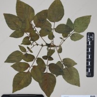 CIP 760310_HHCH 4746_03.jpg