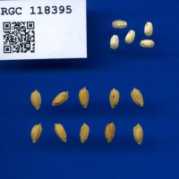 IRGC 118395 Seed Photo