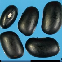 G3099 seed.jpg