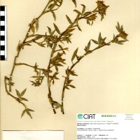 2331 herbarium