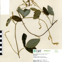 8051 herbarium
