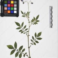 CIP 761053_OCHS 11865_04.jpg