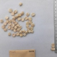 CIMMYTMA 1066 - Reference Inventory.jpg