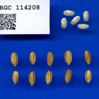 IRGC 114208 Seed Photo