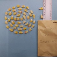 CIMMYTMA 8066 - Reference inventory.jpg